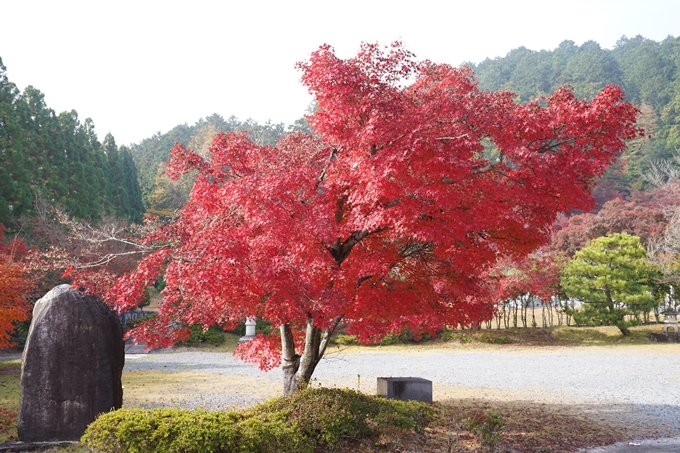 京都の紅葉_2021_18　苗秀寺_2　No2