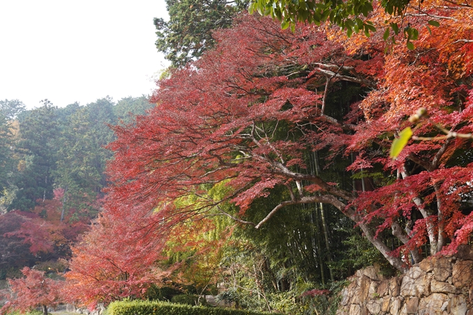 京都の紅葉_2021_18　苗秀寺_2　No3