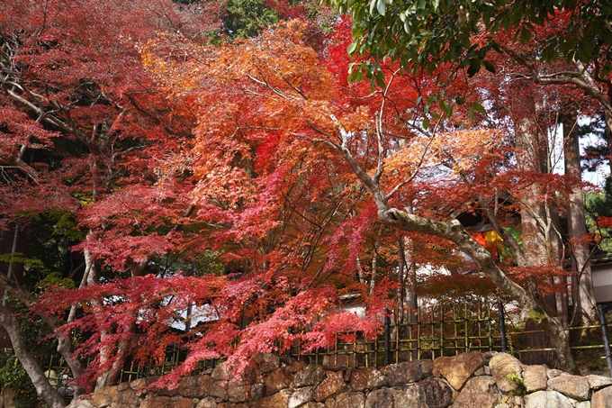 京都の紅葉_2021_18　苗秀寺_2　No4