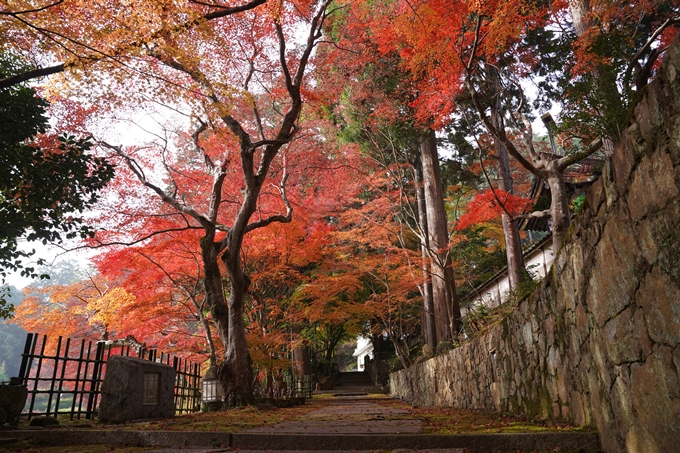 京都の紅葉_2021_18　苗秀寺_2　No7