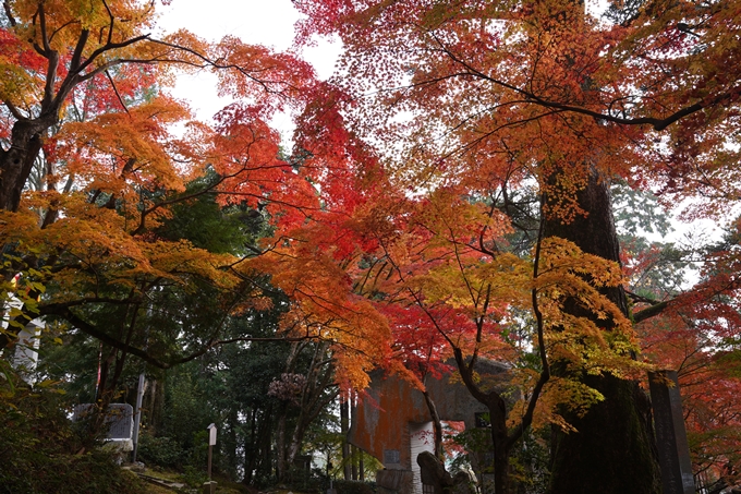 京都の紅葉_2021_18　苗秀寺_2　No8