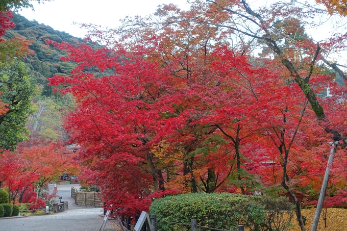 京都の紅葉_2021_24　南禅寺　No37