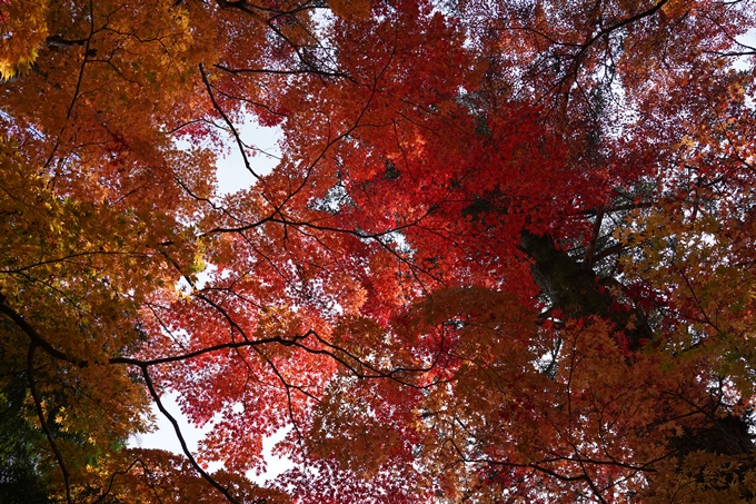 京都の紅葉_2021_18　苗秀寺_2　No10