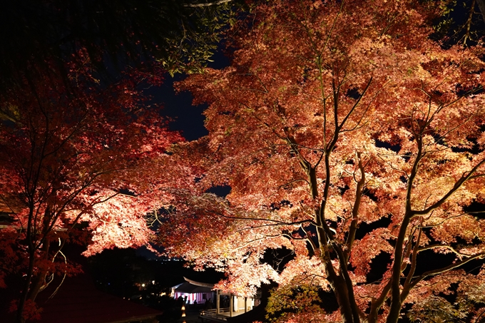 京都の紅葉_2021_19　出雲大神宮　No12