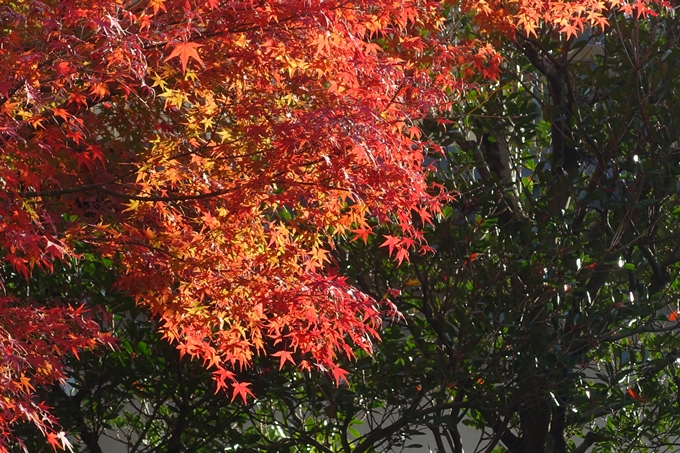 京都の紅葉_2021_24　南禅寺　No44