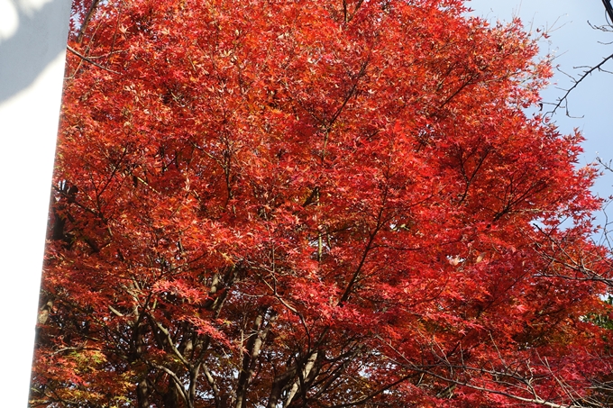 京都の紅葉_2021_24　南禅寺　No46