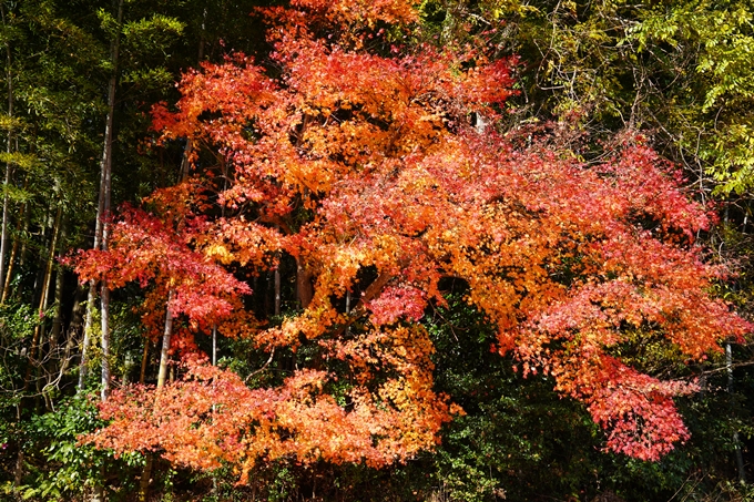 京都の紅葉_2021_20　龍潭寺　No20