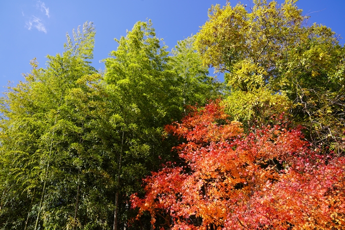 京都の紅葉_2021_20　龍潭寺　No21