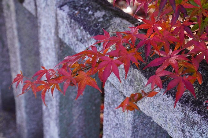 京都の紅葉_2021_21　薭田野神社　No2