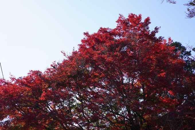 京都の紅葉_2021_21　薭田野神社　No3