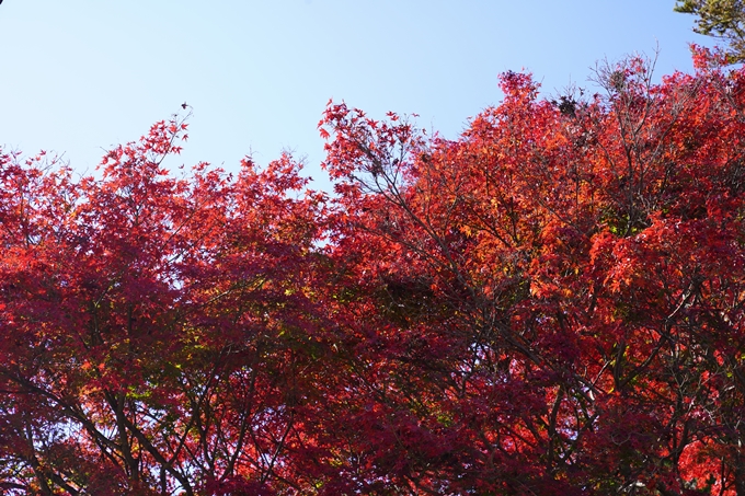 京都の紅葉_2021_21　薭田野神社　No4