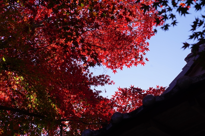 京都の紅葉_2021_21　薭田野神社　No7