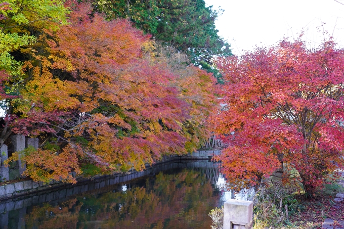 京都の紅葉_2021_21　薭田野神社　No9