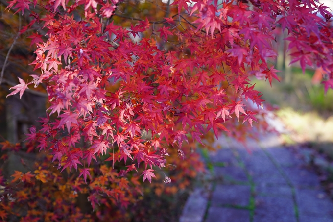 京都の紅葉_2021_21　薭田野神社　No10