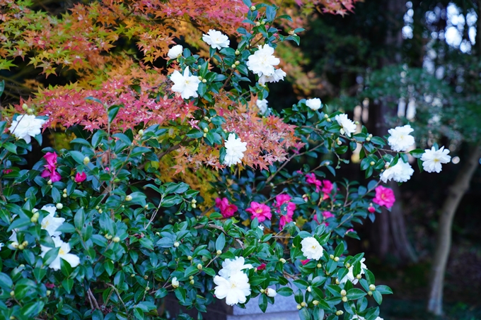 京都の紅葉_2021_21　薭田野神社　No11