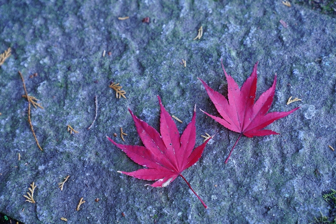 京都の紅葉_2021_21　薭田野神社　No13