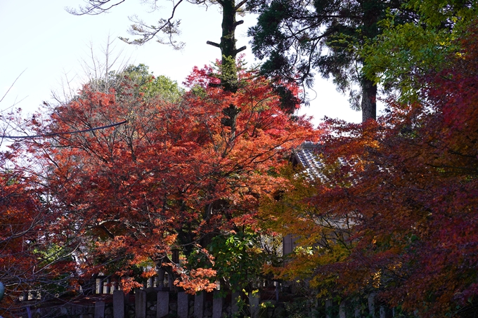 京都の紅葉_2021_21　薭田野神社　No15