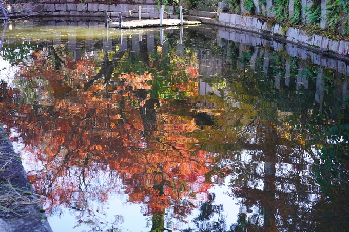 京都の紅葉_2021_21　薭田野神社　No16
