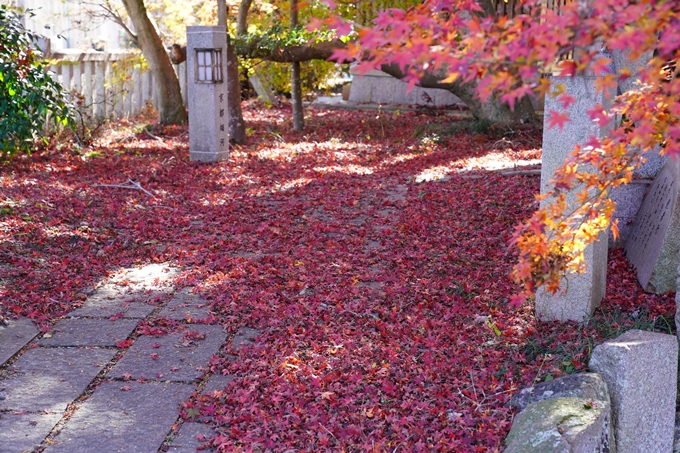 京都の紅葉_2021_21　薭田野神社　No17