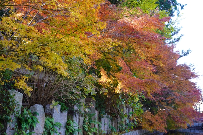 京都の紅葉_2021_21　薭田野神社　No18