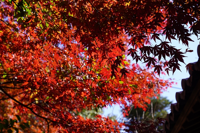 京都の紅葉_2021_21　薭田野神社　No22