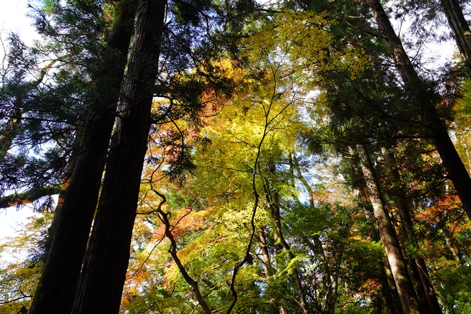 京都の紅葉_2021_23　法常寺　No5