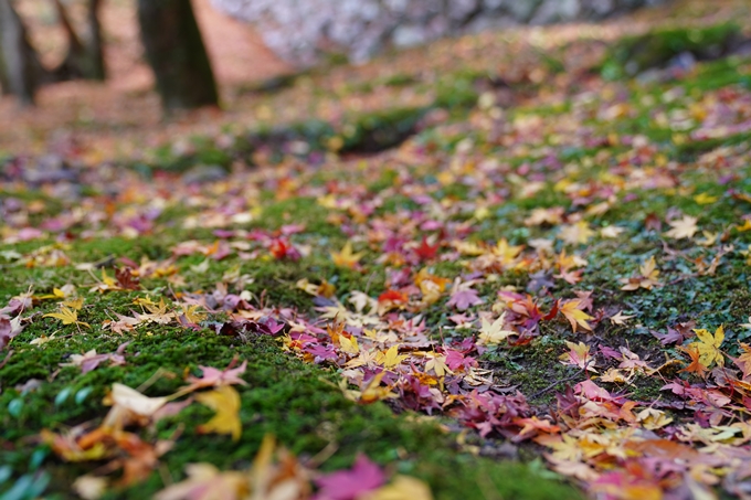 京都の紅葉_2021_23　法常寺　No7