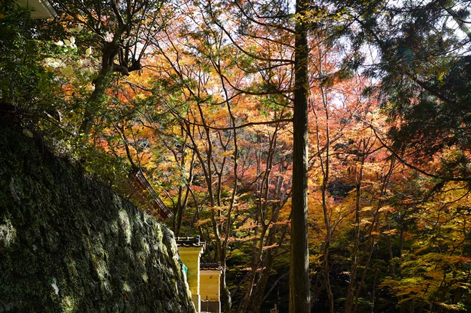 京都の紅葉_2021_23　法常寺　No11