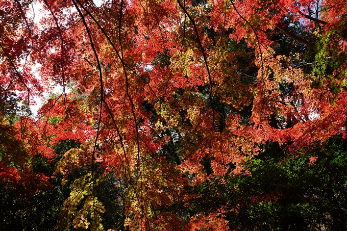 京都の紅葉_2021_23　法常寺　No13