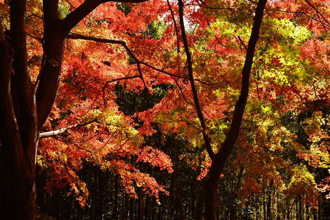 京都の紅葉_2021_23　法常寺　No14