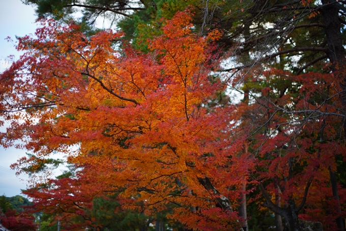 京都の紅葉_2021_24　南禅寺　No5