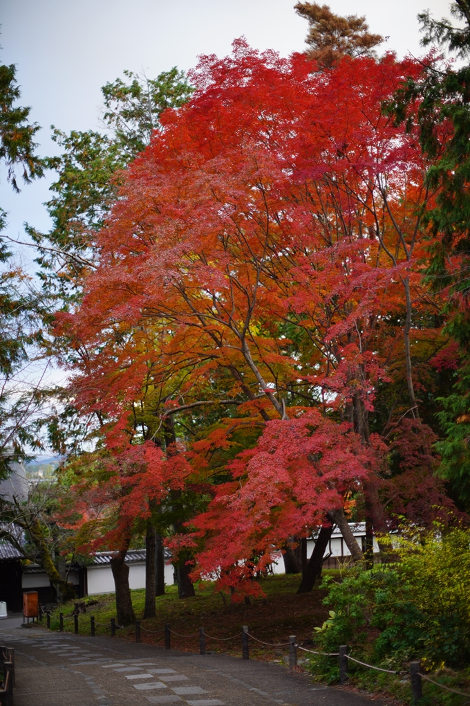 京都の紅葉_2021_24　南禅寺　No10