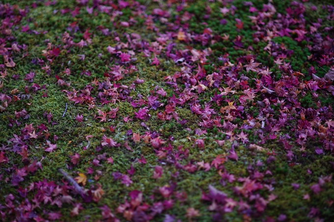 京都の紅葉_2021_24　南禅寺　No27