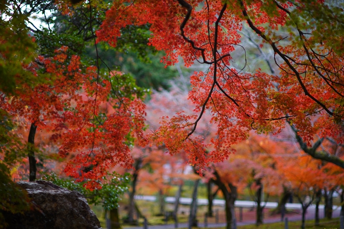 京都の紅葉_2021_24　南禅寺　No28