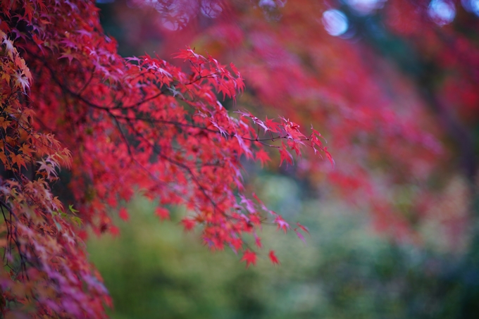 京都の紅葉_2021_24　南禅寺　No29