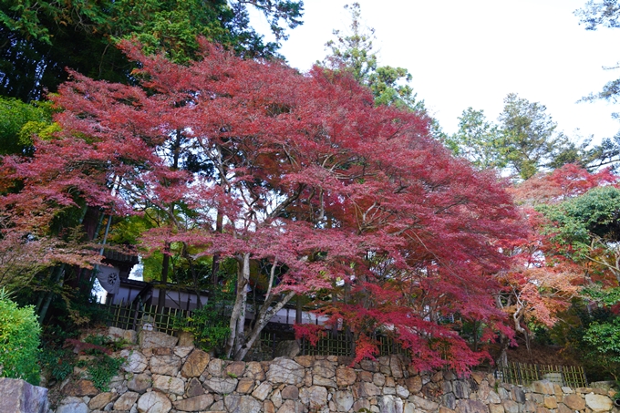 京都の紅葉_2021_13　苗秀寺　No5