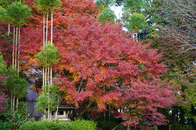 京都の紅葉_2021_13　苗秀寺　No6