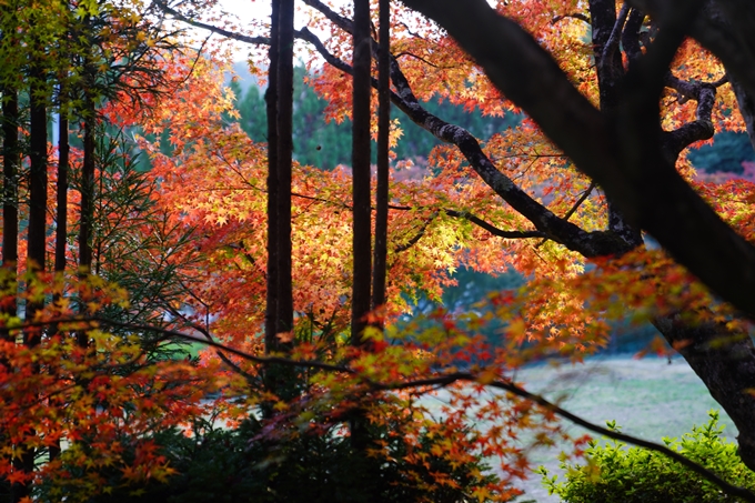 京都の紅葉_2021_13　苗秀寺　No8