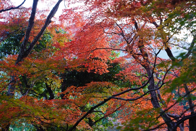 京都の紅葉_2021_13　苗秀寺　No13