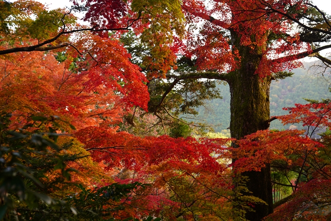 京都の紅葉_2021_13　苗秀寺　No14