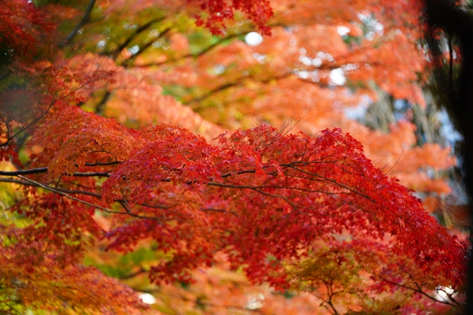 京都の紅葉_2021_13　苗秀寺　No20