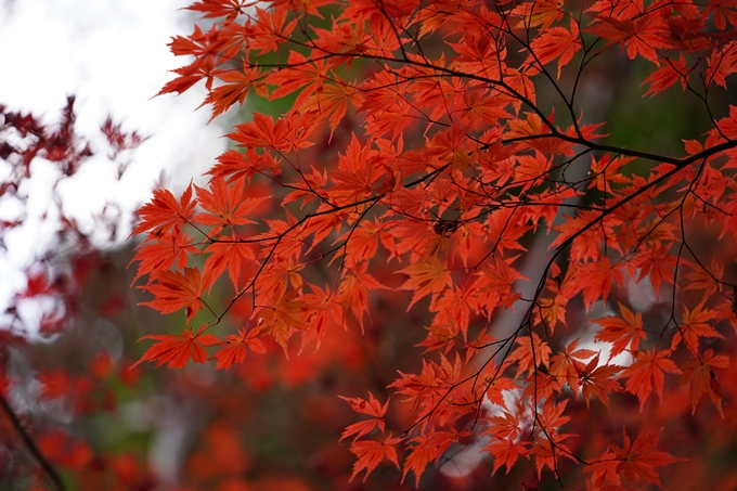 京都の紅葉_2021_13　苗秀寺　No22