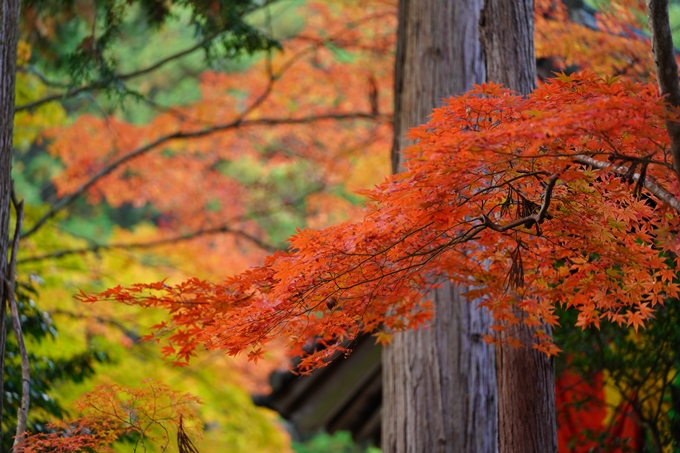 京都の紅葉_2021_13　苗秀寺　No23