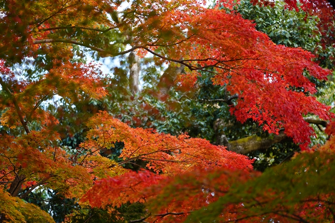 京都の紅葉_2021_13　苗秀寺　No24