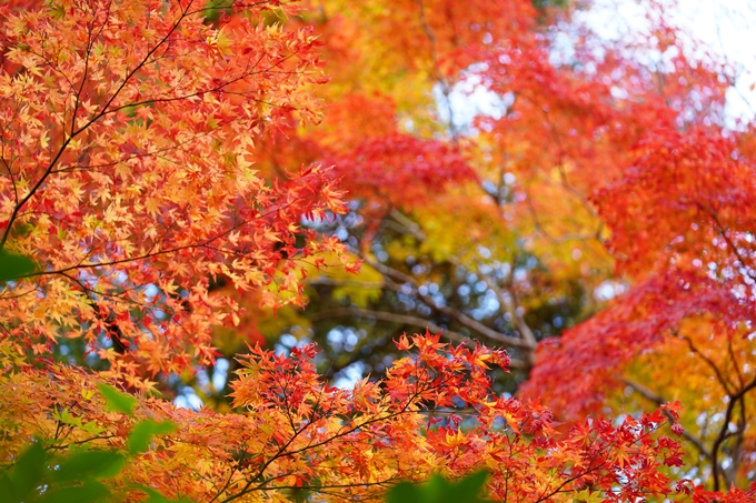 京都の紅葉_2021_13　苗秀寺　No28