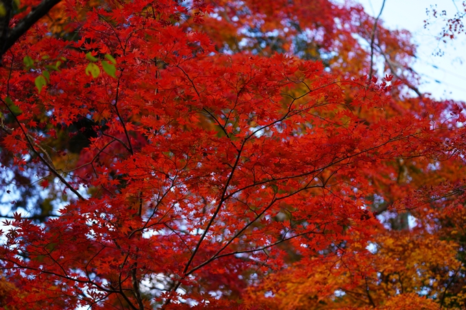 京都の紅葉_2021_13　苗秀寺　No29