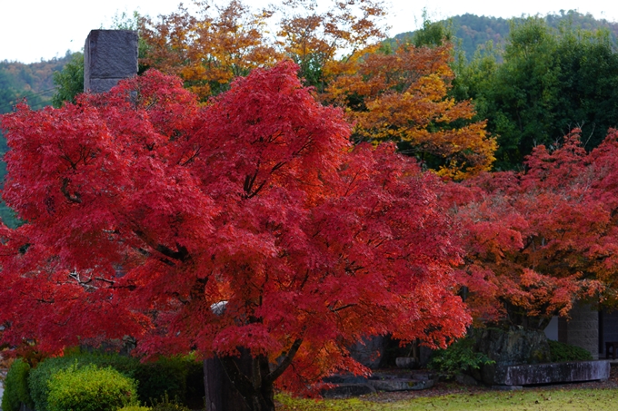 京都の紅葉_2021_13　苗秀寺　No31