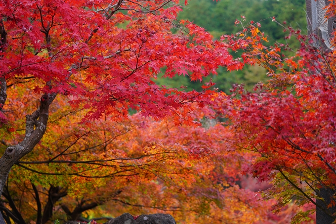 京都の紅葉_2021_13　苗秀寺　No37