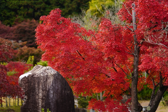 京都の紅葉_2021_13　苗秀寺　No38