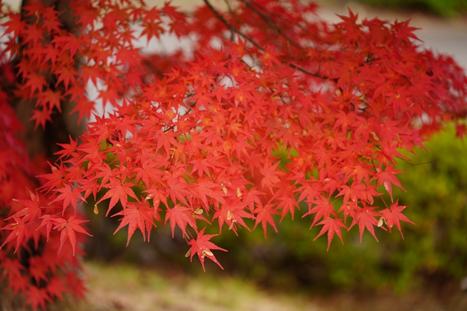 京都の紅葉_2021_13　苗秀寺　No40